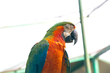 A close view of Mackow