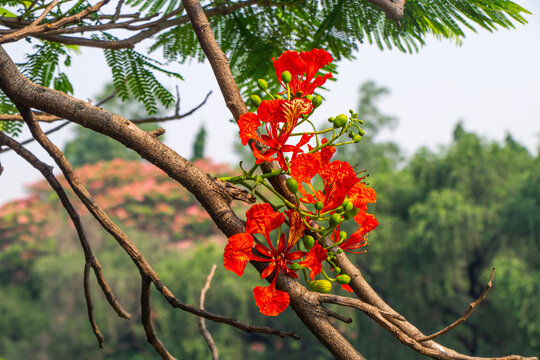 Vibrant Royal Poinciana flowers (Delonix regia) in full bloom with lush green leaves in natural sunlight.