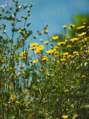 beautiful flowers in the nature