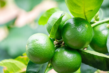 Green lemons is citrus  fruits on a branch with nature background. Green Lemons tree in the garden with daylight. Fresh green lime fruit hanging from branch.