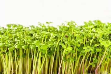 Close up of fresh green broccoli microgreen plant with many bright sprout. Healthy eating and growing sprouted seed concept agriculture.