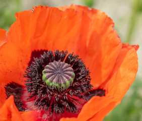 Vibrant orange poppy flower blooming in Stare Mesto pod Landstejnem, Czechia