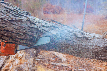 Worker uses chainsaw is actively engaged in cutting large tree trunk, surrounded by natural, wooded environment.