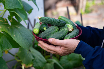 Freshly harvested cucumbers in a bowl being held by a gardener in a home garden during summer