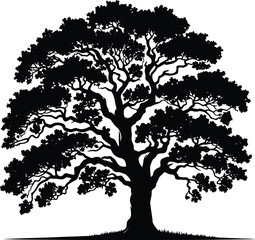 Fototapeta premium Oak tree vector silhouette illustration isolated on a white background
