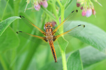 A Scarce Chaser Dragonfly, Libellula fulva, resting on a comfrey plant growing at the edge of a river.
