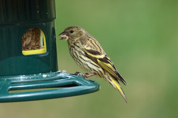 A Siskin, Carduelis spinus, feeding from a bird feeder.