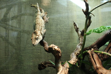 A gray chameleon porcus sitting on a branch in the zoo. Funny Animals