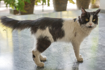 Cute tuxedo cat is playing in the park and looking at the camera.