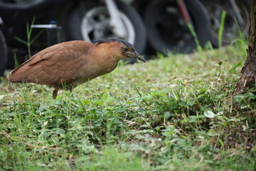 Malayan Night Heron.