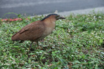 Malayan Night Heron.