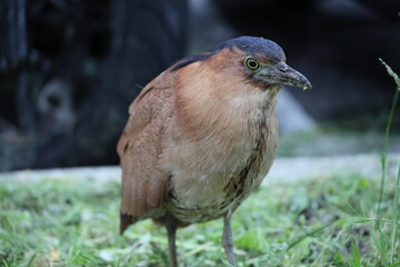 Malayan Night Heron.