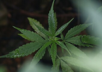 Ripe cannabis plant - hemp. Blooming female marijuana flower and leafs growing in homemade garden. Shallow depth of field and blurred background. Illuminated by sunlight. Close-up