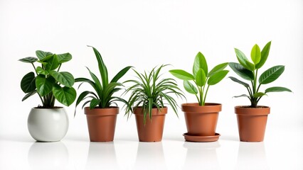 Obraz premium Variety Of Potted Plants On White