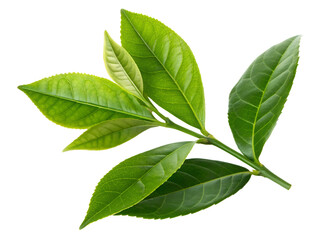 Close-up of Fresh Green Tea Leaves Isolated on transparent background, Isolated Png file, Cut-out, Isolate Png, No Background, Isolated object

