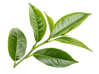 Fototapeta premium Close-up of Fresh Green Tea Leaves Isolated on transparent background, Isolated Png file, Cut-out, Isolate Png, No Background, Isolated object