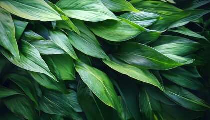 Fototapeta premium Sunlit Green Leaves