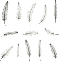 set of black  feather