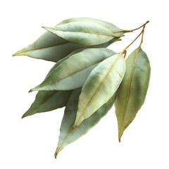 Fototapeta premium Dried Bay Leaves Sprig, Aromatic Herb, Culinary