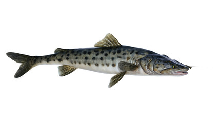 Naklejka premium Detailed side view of a spotted fish.
