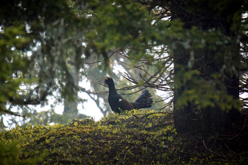 a capercaillie, tetrao urogallus,  in the courtship on the forest floor, a morning ritual in the...