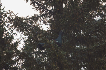 a capercaillie, tetrao urogallus, courting on a spruce early morning at a spring day
