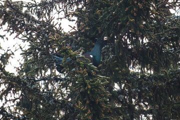 a capercaillie, tetrao urogallus, courting on a spruce early morning at a spring day