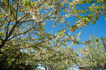 Blooming fruit tree with white blossoms flowers against a blue sky on a spring time, Dublin , Ireland