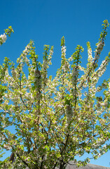 Blooming fruit tree with white blossoms flowers against a blue sky on a spring time, Dublin , Ireland