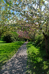 Apple and Cherry Blossom Pathway in the garden