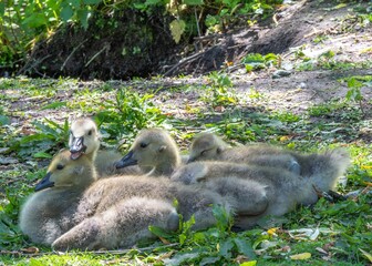 close up of Canada goose branta canadensis goslings