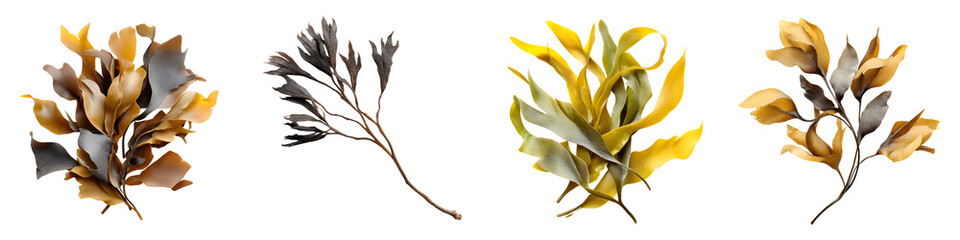 Fototapeta premium Vibrant seaweed collections in rich hues of brown, green, and yellow, showcasing the beauty of marine flora with organic forms and textures for nature-themed design and educational use.