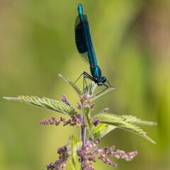 Blue Vivid Damselfly