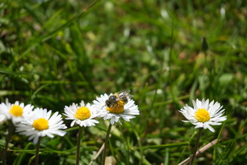 Fototapeta premium bee on flower