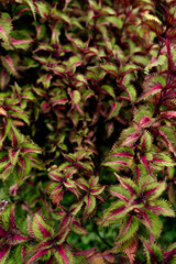 Close-Up of Vibrant Coleus Plants Showcasing Colorful Foliage