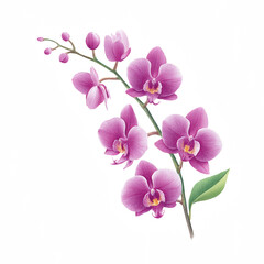 Fototapeta premium A branch of vibrant pink-purple orchid flowers with delicate petals and green leaves.