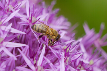 A bee collects nectar and pollinates a purple flower. Macro photo close up with copy space. The concept of beekeeping and honey production
