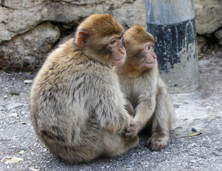 Two Young Macaques Cuddling - February 20th, 2010 - Gibraltar