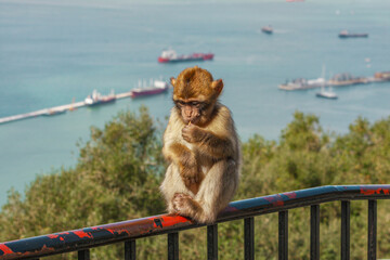 Title: Young Barbary Macaque Eating – February 20, 2010, Gibraltar