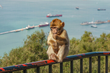 Baby Monkey on Railing – February 20, 2010, Gibraltar