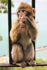 Young Monkey Gripping Fence – February 20, 2010, Gibraltar