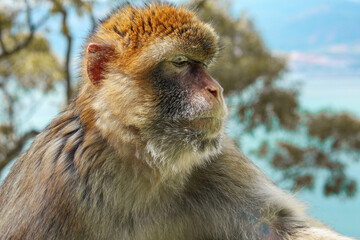 Side Profile of Macaque – February 20, 2010, Gibraltar
