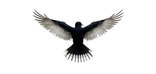 Korean Magpie mid-flight, wings open and tail trailing behind.
High detail, minimal style, transparent background.