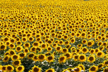 Landscape of sunflower field with blue cloudy sky. 
