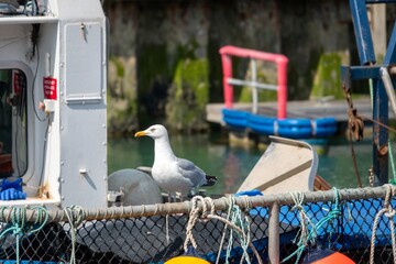 european herring gull larus argentatus perched on a fishing trawler