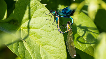 Damselfly Heart