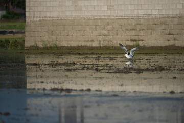 Seagull Catching Prey in Water-Filled Rice Paddy by Brick Wall
