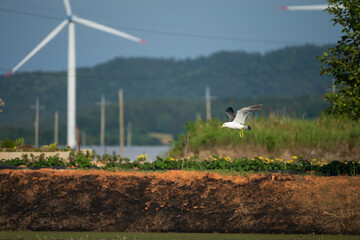 Seagull Flying Sideways Across Field with Wind Turbine and Mountains