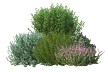 Colorful flowers and shrubs, diverse collection isolated for garden design