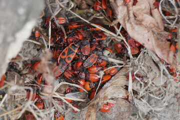 Pyrrhocoris Apterus Firebug red bugs on the ground